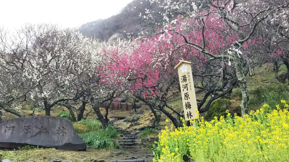 【立川店】 早春の絶景！満開の梅林を行く…