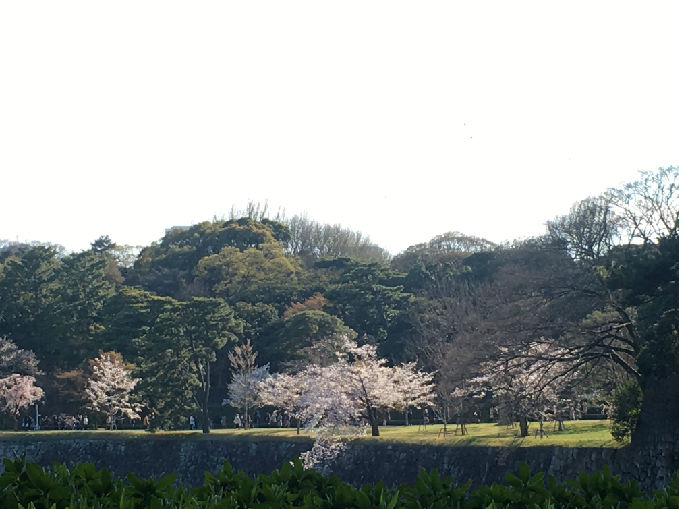 【川越店】 皇居一般公開の桜を見に出掛け…